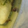 ramshorn snails Image 2