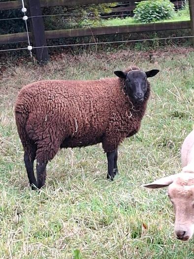 2  Butchers Lambs.
