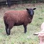 2  Butchers Lambs. Image 4