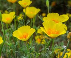 (P) California Poppy Golden West seeds 1g (410149)