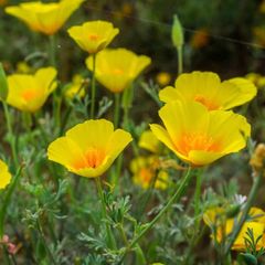 (P) California Poppy Golden West seeds 1g (410149)