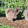 Silkie pair Image 2
