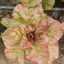 Butterhead Lettuce 'Mira' Irish Seeds Image 2