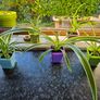 house plant Image 6