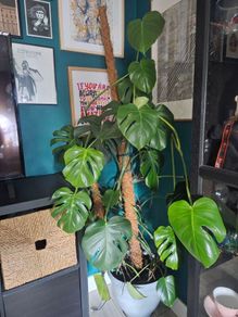 Large Monstera Plant