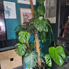 Large Monstera Plant