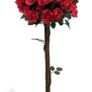 Rose trees Image 3