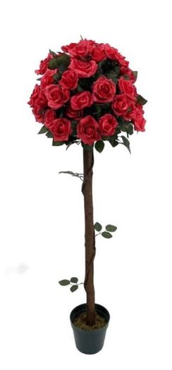 Rose trees