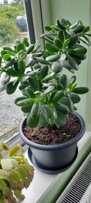 House plant