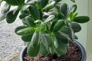 House plant