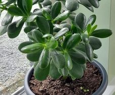 House plant