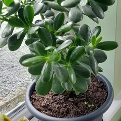 House plant