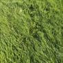 Good Quality Grass for zero grazing Image 2