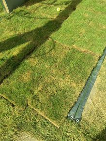 fresh lawn turf / sod for free
