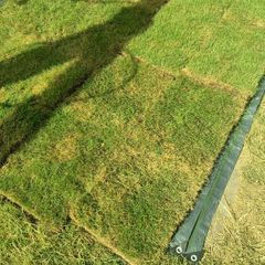 fresh lawn turf / sod for free