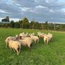 Top quality hogget ewes Image 5