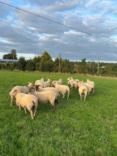 Top quality hogget ewes