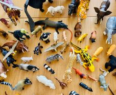 Animals