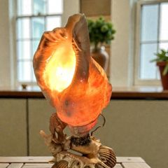 Unique seashell lamp
