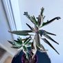 Mother of a thousands Image 2
