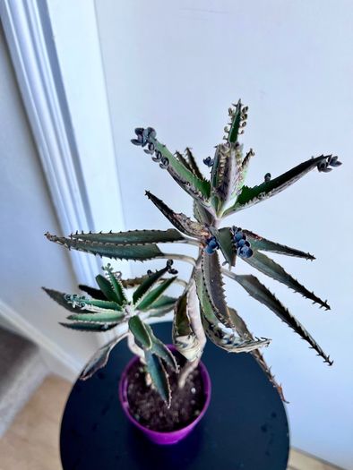 Mother of a thousands