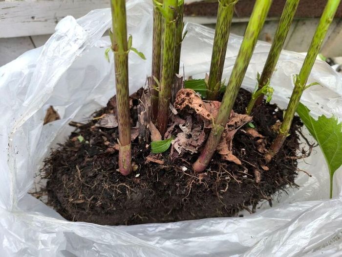 garden plants