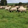 Hoggets Image 3