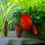 350 Litre Planted Aquarium Image 4