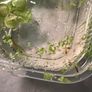 Yellow neocaridina shrimp Image 5
