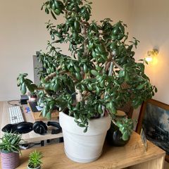 Large Jade plant with pot
