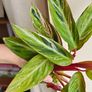 Rare Stromanthe Horticolor Plant Image 4