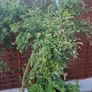 plant Image 2