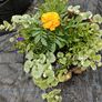 Hanging basket Image 2