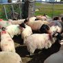 Ram lambs Image 4