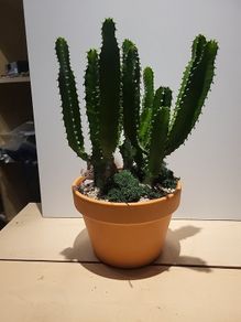 Euphorbia planter