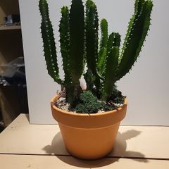 Euphorbia planter