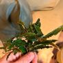 Bucephalandra Image 3