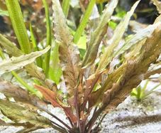 Aquarium plants