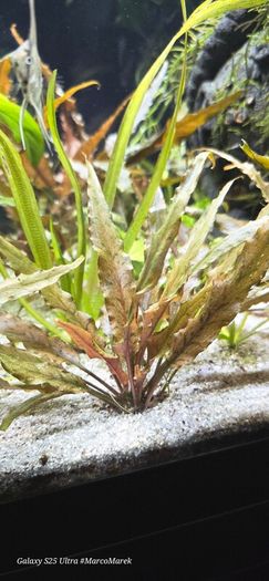 Aquarium plants