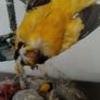 Taxidermy Bird Diorama Image 3