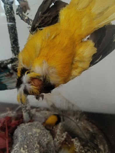 Taxidermy Bird Diorama