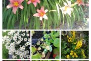 Outdoor plants for sale.