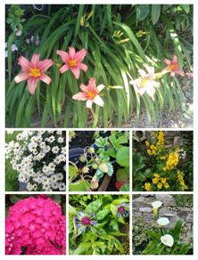 Outdoor plants for sale.