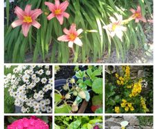 Outdoor plants for sale.