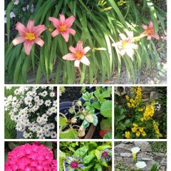 Outdoor plants for sale.