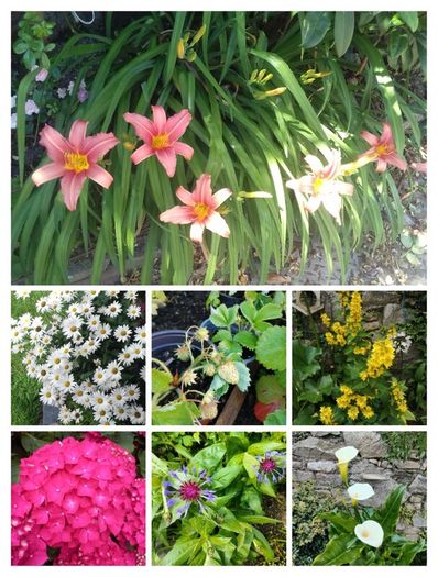 Outdoor plants for sale.