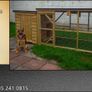 Dog Kennel & Enclosure Image 6