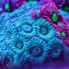Favites pentagona red-green