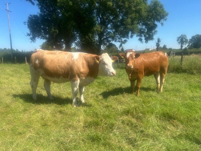 Springing and incalf heifers
