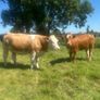Springing and incalf heifers Image 2
